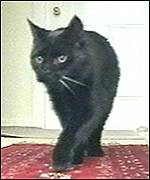 Killer the cat
