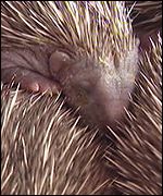 Orphaned hedgehogs