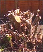Hedge remains