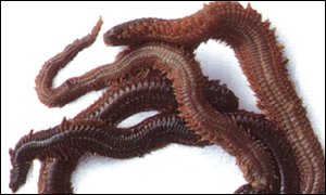 Ragworms
