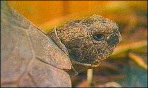 Archie the tortoise