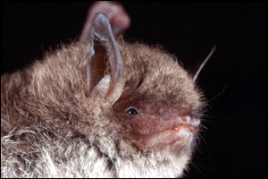 Side view of bat   John Kaczanow