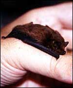 Pipistrelle bat held in hand   Conor Kelleher