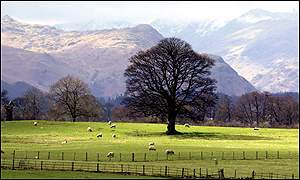 country scene