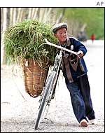 A boy wheeling his bicycle laden with animal feed