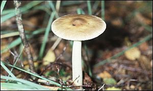 Mushroom