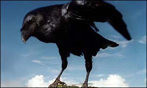 Raven
