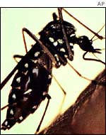 Mosquito