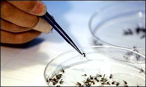 Mosquitoes