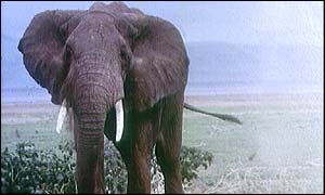 African elephant