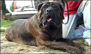 Overweight dog