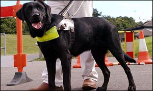 Guide Dog generic