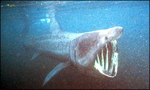 Basking shark, PA