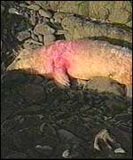 Dead seal