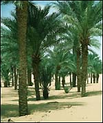 Oasis