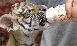 Tiger cub