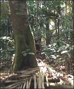 African rainforest