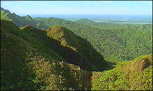 Colombian jungle