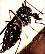 Mosquito 