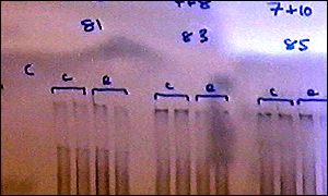 Genetic analysis