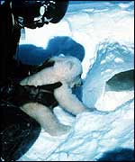 Man with bear cub by ice hole   NOAA