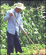 Thai farm worker