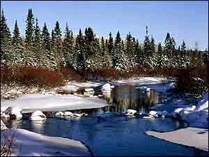 Forest in snow   1998 EyeWire,Inc.