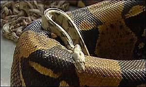 snakes