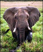 Elephant, BBC
