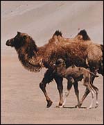 Camel and calf   John Hare