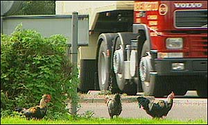 Roundabout chickens
