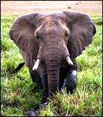 Elephant, BBC