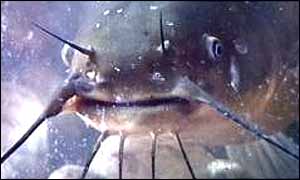 An ugly catfish