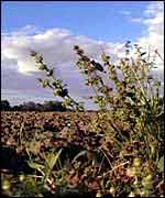 Plants and ploughed field   BBC Elvis
