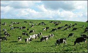 Dairy cows