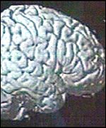 Brain lobe