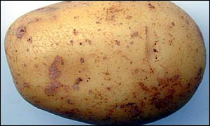 Spud