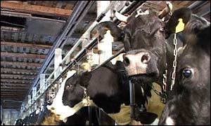 Cattle