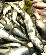 Fish, AP