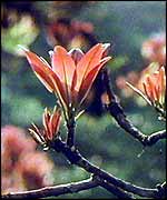 Rainforest plant