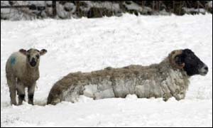 Sheep and lamb