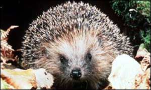 Hedgehog