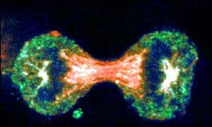 Cancer cell