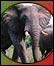 Talking Point: Ivory trade