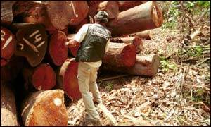Mahogany logs, PA
