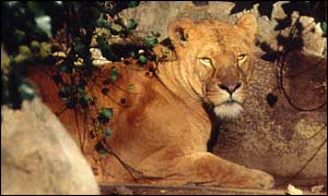 Jody the lioness