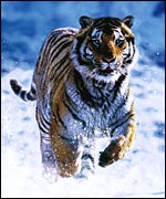Tiger, BBC
