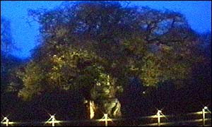 The Major Oak
