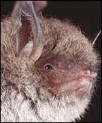 Bat