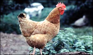 A chicken
